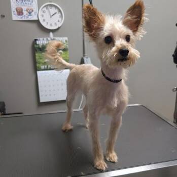 SADIE -  Yorkshire Terrier Dog for Adoption in Las Vegas, Nevada - SADIE | PetCurious
