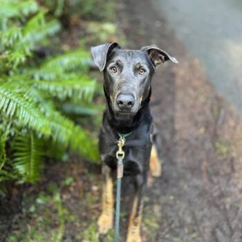 Doberman Pinscher and Shepherd Dogs Available for Adoption - Murphy | PetCurious