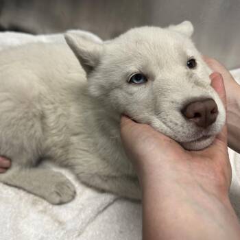 Husky Dogs Available for Adoption in Providence, Rhode Island - Yolk | PetCurious