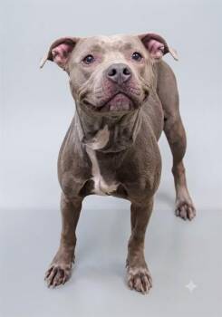 BUN BUN -  Mixed Breed Dog for Adoption in Jacksonville, Florida - BUN BUN | PetCurious
