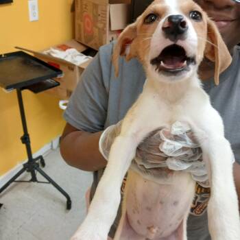 Toad -  Jack Russell Terrier Dog for Adoption in Clarksdale, Mississippi - Toad | PetCurious