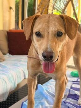 Sandy -  Retriever Dog for Adoption in Rincón, Rincón - Sandy | PetCurious