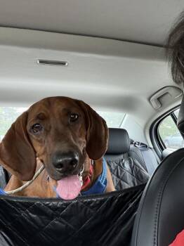 River -  Redbone Coonhound Dog for Adoption in Silver Spring, Maryland - River | PetCurious