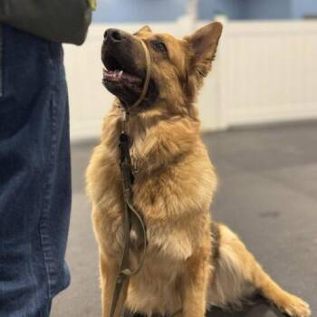 German Shepherd Dog Dogs Available for Adoption - Vida | PetCurious
