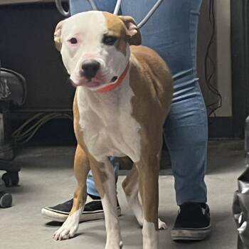 Bonnie -  Pit Bull Terrier Dog for Adoption in Yuma, Arizona - Bonnie | PetCurious
