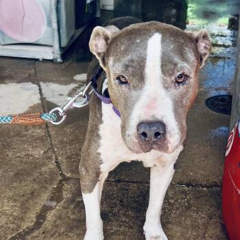 Felicia -  Pit Bull Terrier Dog for Adoption in Austin, Texas - Felicia | PetCurious