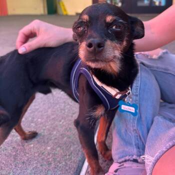 Chihuahua Dogs Available for Adoption - Vuitton 13931 | PetCurious