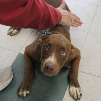 BAMA -  Labrador Retriever Dog for Adoption in Birmingham, Alabama - BAMA | PetCurious