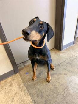 AMELIA -  Doberman Pinscher Dog for Adoption in Ontario, California - AMELIA | PetCurious