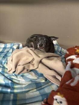 Chihuahua and Mixed Breed Dogs Available for Adoption - A067567 | PetCurious