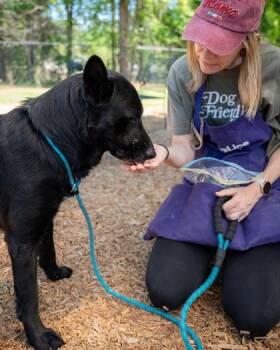 Mixed Breed Dogs Available for Adoption in Chamblee, Georgia - Aldrin | PetCurious