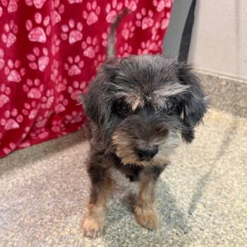 IVHS-Stray-142155 -  Miniature Poodle Dog for Adoption in San Gabriel, California - IVHS-Stray-142155 | PetCurious