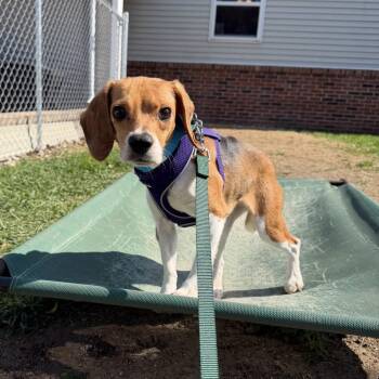 Feather -  Beagle Dog for Adoption in Chicago, Illinois - Feather | PetCurious