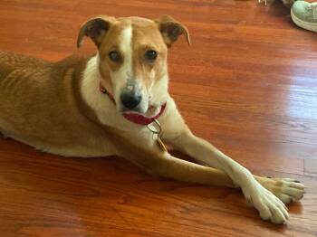 Possum -  Foxhound Dog for Adoption in Palos Heights, Illinois - Possum | PetCurious