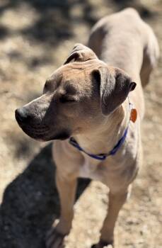 Rescue Pit Bull Terrier Dogs for Adoption in Incline Village, Nevada - Nylah | PetCurious