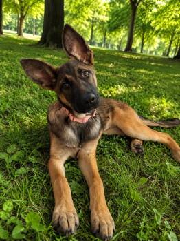 Belgian Shepherd Malinois Dogs Available for Adoption in Park Forest, Illinois - Millia | PetCurious