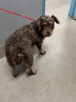 DAHLIA -  Terrier and Mixed Breed Dog for Adoption in Las Vegas, Nevada - DAHLIA | PetCurious