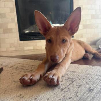 Ford -  Cattle Dog and Carolina Dog Dog for Adoption in Warren, Rhode Island - Ford | PetCurious