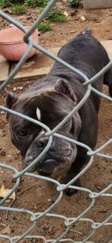 Big Bully-Owner passed- Rescues or adooters -  American Bully Dog for Adoption in Torrance, California - Big Bully-Owner Passed- Rescues Or Adooters | PetCurious