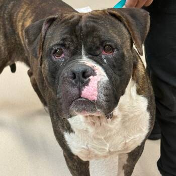 Rescue Mixed Breed Dogs for Adoption in Vineland, New Jersey - Pretzel | PetCurious