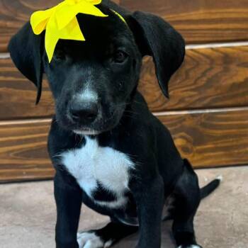 Charlotte -  Black Labrador Retriever and Hound Dog for Adoption in The Colony, Texas - Charlotte | PetCurious
