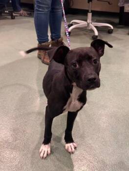 Frankie -  Terrier Dog for Adoption in Williamsport, Pennsylvania - Frankie | PetCurious