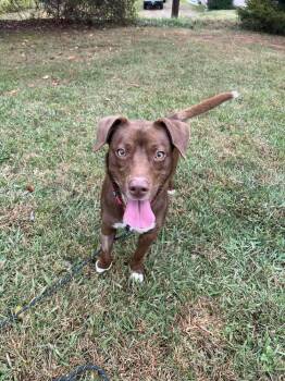 Rescue Terrier Dogs for Adoption in Candler, North Carolina - Harold | PetCurious