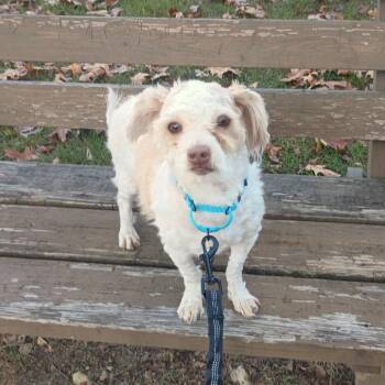 MASON MALONE -  Shih Tzu Dog for Adoption in Waterford, New Jersey - MASON MALONE | PetCurious