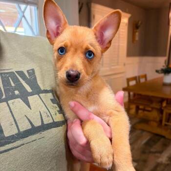 Tansy -  Mixed Breed Dog for Adoption in Alma, Wisconsin - Tansy | PetCurious