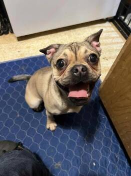 Rescue French Bulldog and Pug Dogs for Adoption in Georgetown, California - Rainey | PetCurious