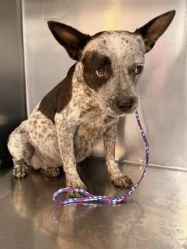 SELENE -  Australian Cattle Dog Blue Heeler Dog for Adoption in Thousand Palms, California - SELENE | PetCurious