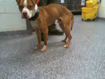 Pit Bull Terrier Dogs Available for Adoption - ACE | PetCurious