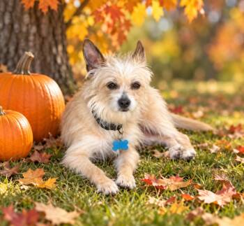 Sassy -  Terrier Dog for Adoption in Plainfield, Illinois - Sassy | PetCurious