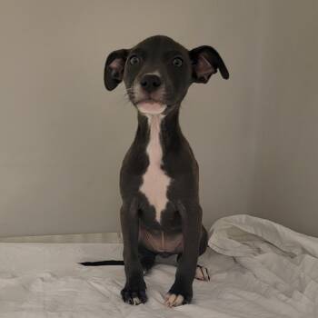 Mixed Breed Dogs Available for Adoption - Tiny | PetCurious