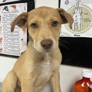 Charlotte La Bouff -  Shepherd and Mixed Breed Dog for Adoption in Birmingham, Alabama - Charlotte La Bouff | PetCurious