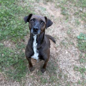 Pandora -  Mixed Breed Dog for Adoption - Pandora | PetCurious