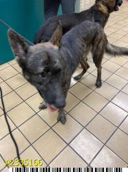 BARCUS -  Mixed Breed Dog for Adoption in West Palm Beach, Florida - BARCUS | PetCurious