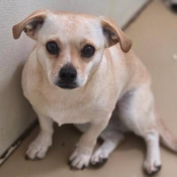 Sookie - Chino Hills Location -  Chihuahua and Pug Dog for Adoption in Chino Hills, California - Sookie - Chino Hills Location | PetCurious