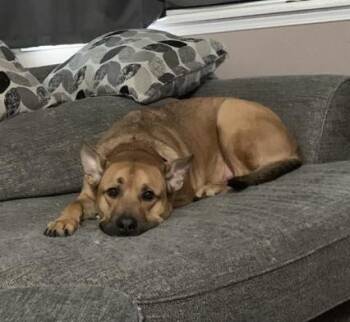 Rescue American Staffordshire Terrier Dogs for Adoption in Stanwood, Washington - Comet | PetCurious