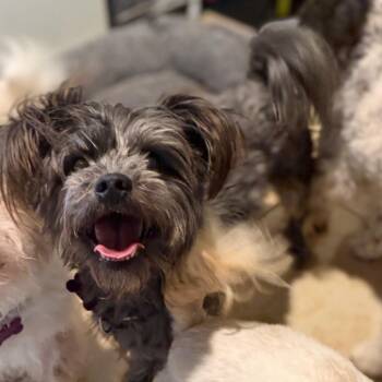 Miles -  Yorkshire Terrier and Miniature Poodle Dog for Adoption in Phoenix, Arizona - Miles | PetCurious