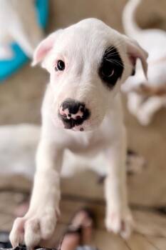 Seymour -  Great Pyrenees Dog Available for Adoption in Leander, Texas - Seymour | PetCurious