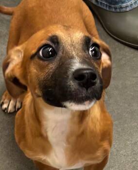 Hound Dogs Available for Adoption - BETSY | PetCurious
