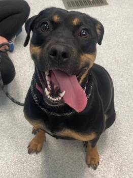 Rottweiler and Mixed Breed Dogs Available for Adoption in Frankfort, Kentucky - Pascal | PetCurious