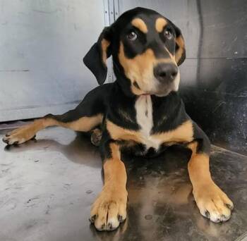 Doberman Pinscher and Mixed Breed Dogs Available for Adoption in Rowlett, Texas - DOOBSIE | PetCurious