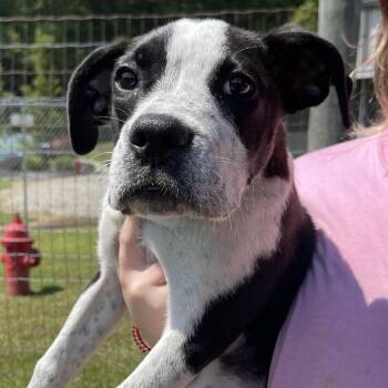 Raven -  Mixed Breed Dog for Adoption in Blairsville, Georgia - Raven | PetCurious