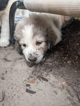Phillip -  Great Pyrenees Dog for Adoption in Berlin, New Jersey - Phillip | PetCurious