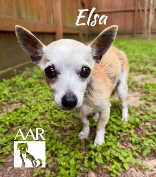 Elsa -  Chihuahua Dog for Adoption in Magnolia, Texas - Elsa | PetCurious
