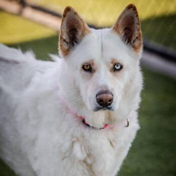 Siberian Husky Dogs Available for Adoption - Zayna A2241264 | PetCurious