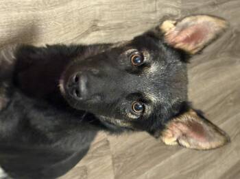 Rescue German Shepherd Dog and Husky Dogs for Adoption in Cambridge, Ontario - Missy | PetCurious
