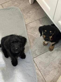 Rescue Dachshund Dogs for Adoption in Burbank, California - Gomez And Wednesday | PetCurious